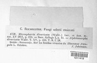 Microsphaera divaricata image